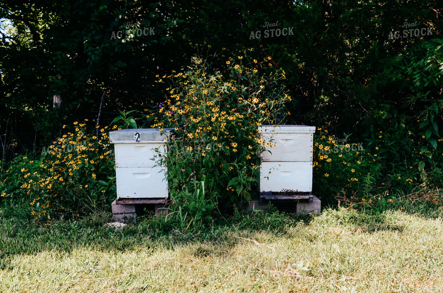 Honey Bee Boxes 125032