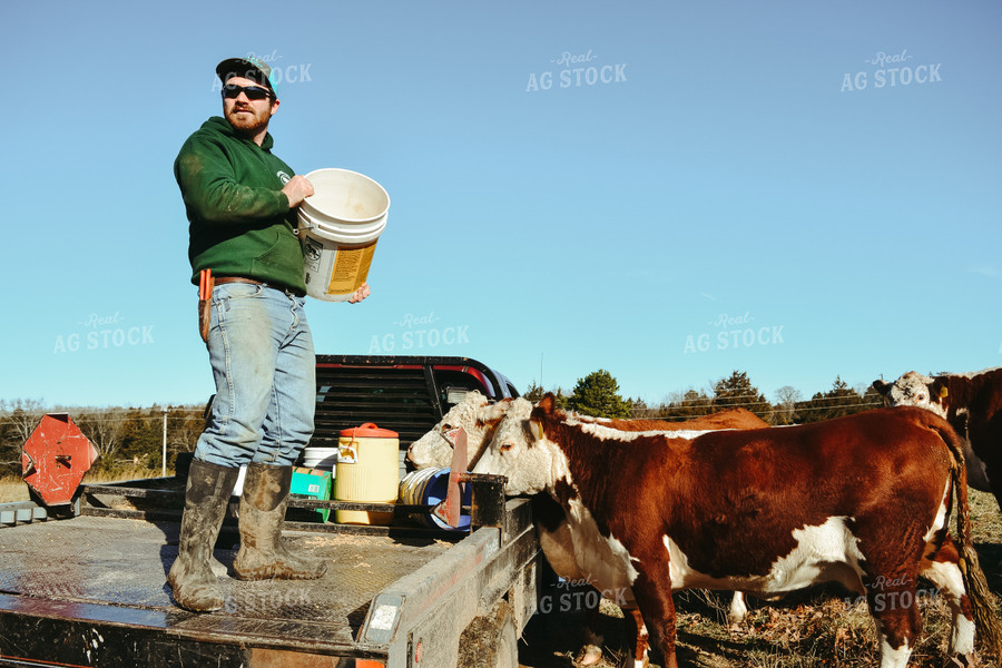 Cattle and Farmer Next to Truck 125047