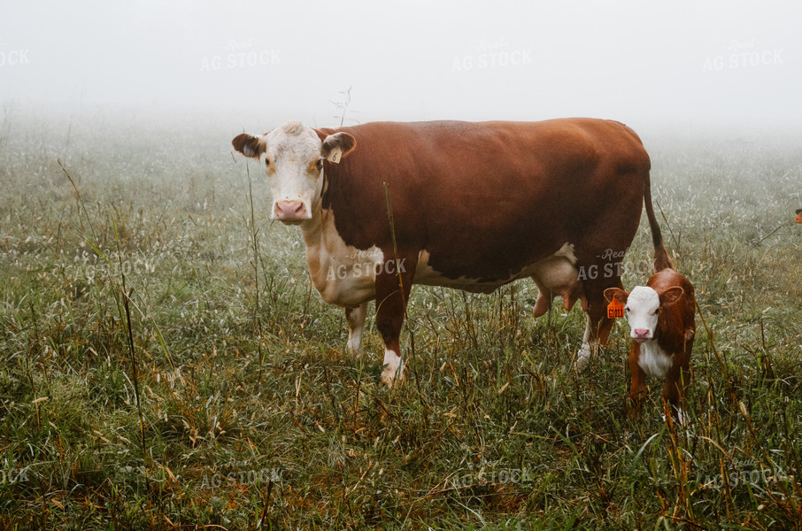 Hereford Cow and Calf in Pasture 125058