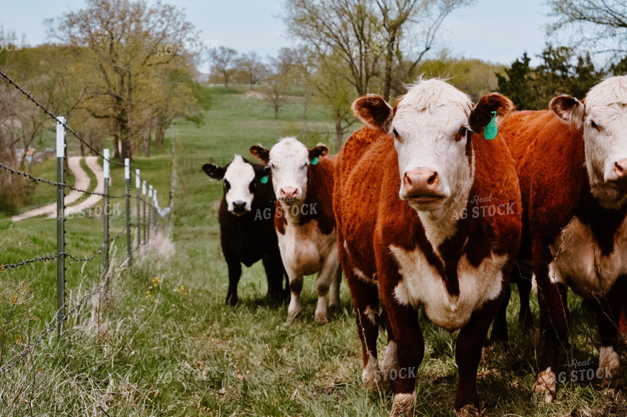 Cattle in Pasture 125060
