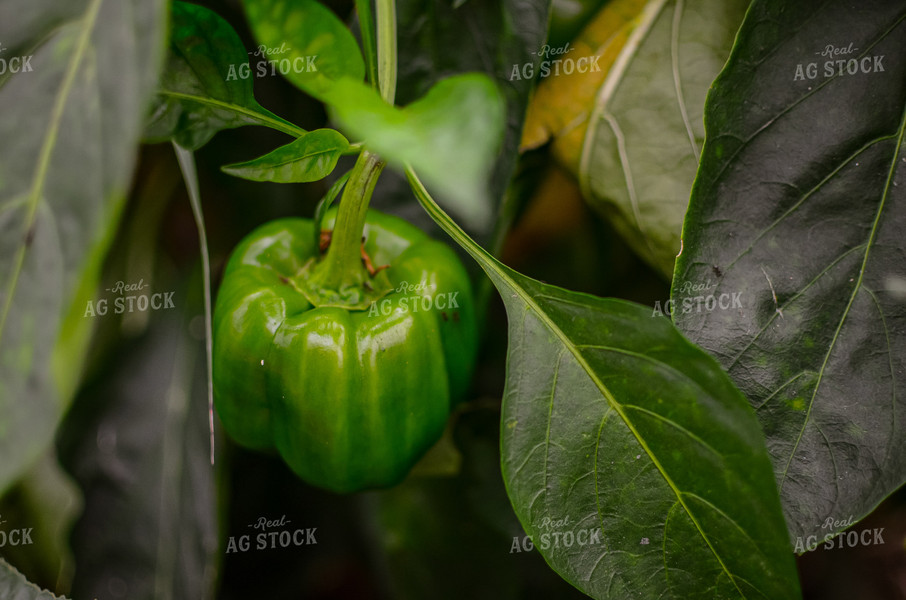 Pepper Plant 125066