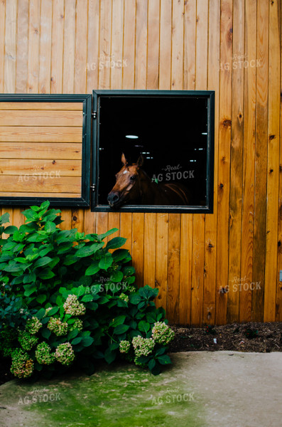 Horse in Stable 125067