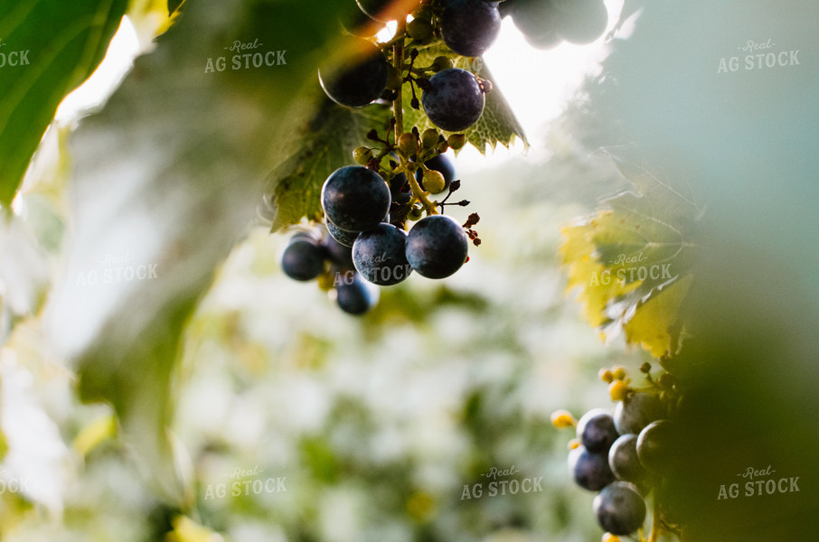Vine of Grapes 125083