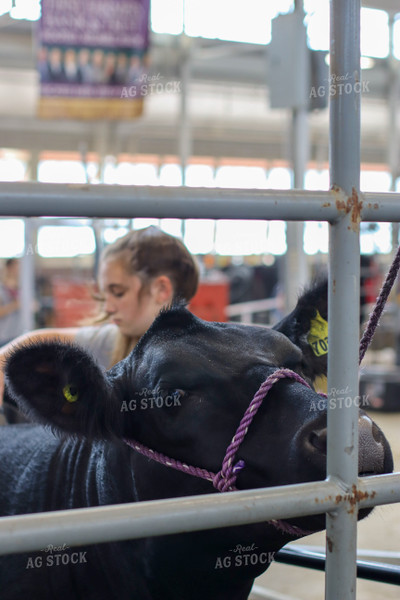 Cow in Show Barn 109056