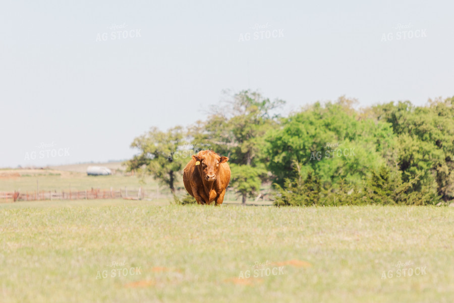 Red Angus Cow in Pasture 131007