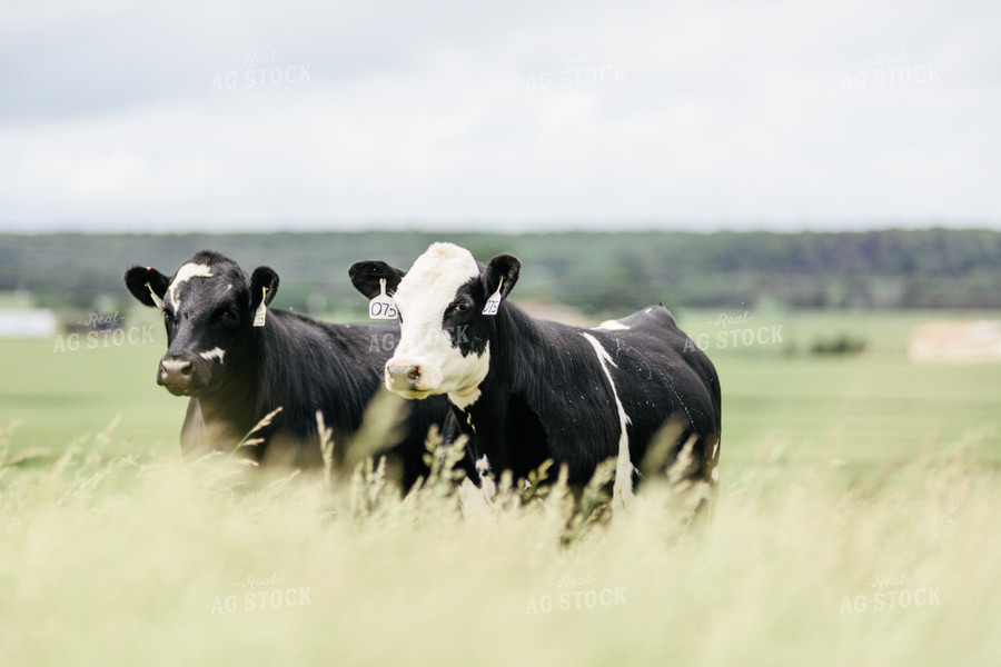 Cattle in Pasture 131016