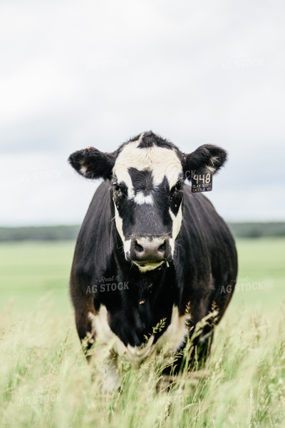 Black Baldy Cow in Pasture 131017