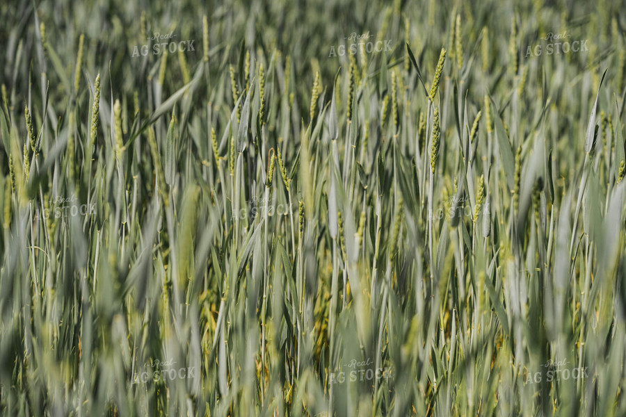 Wheat Field 91036