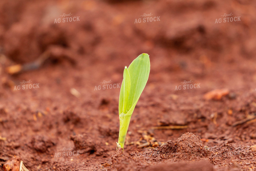 Corn Plant Sprouting 79258