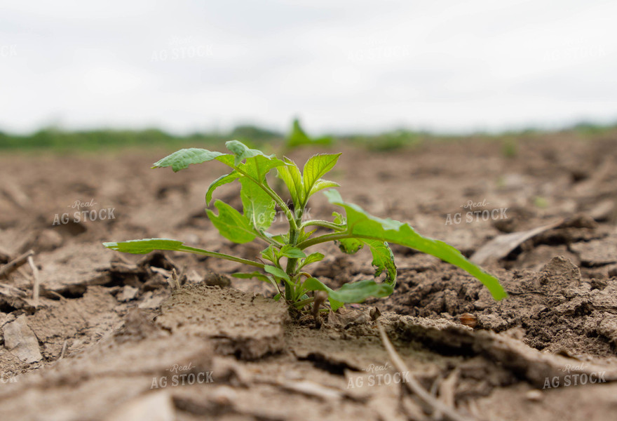 Weed in Field 79261