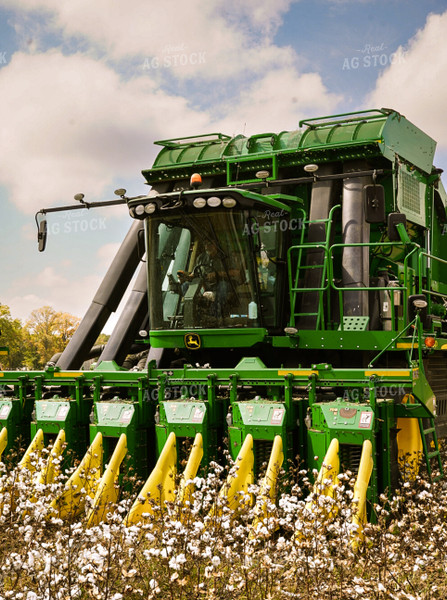 Cotton Picker in Field 128006