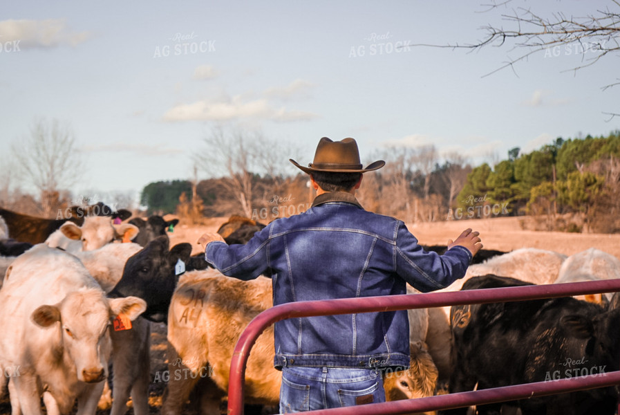 Rancher with Cattle 128009