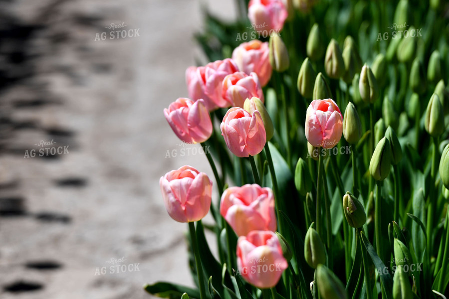 Blooming Tulips 129010