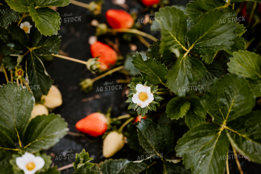 Strawberry Plant 125098