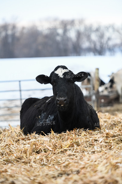 Cattle in Farmyard 120023