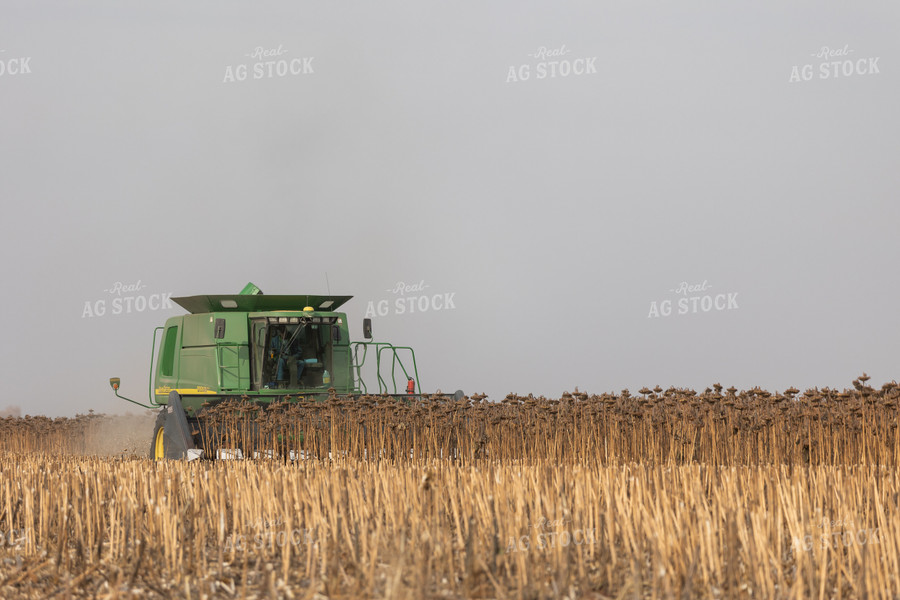 Combine Harvesting Sunflowers 72120