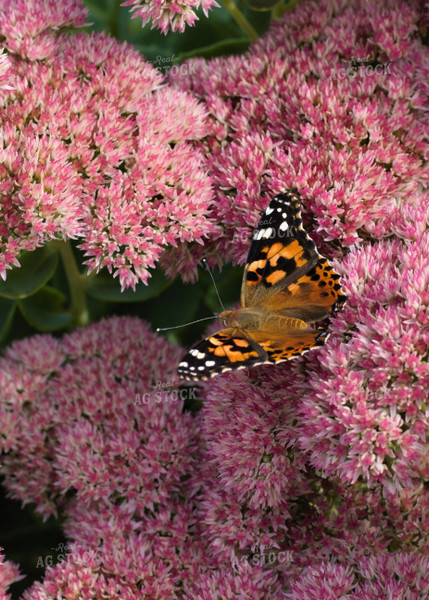 Butterfly Flies by Pink Flower 132005