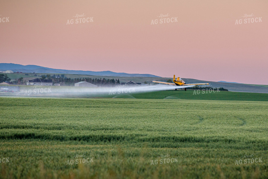 Crop Duster Sprays Growing Field at Sunset 81128