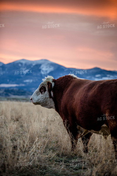 Hereford Cattle Grazes in Pasture 81136