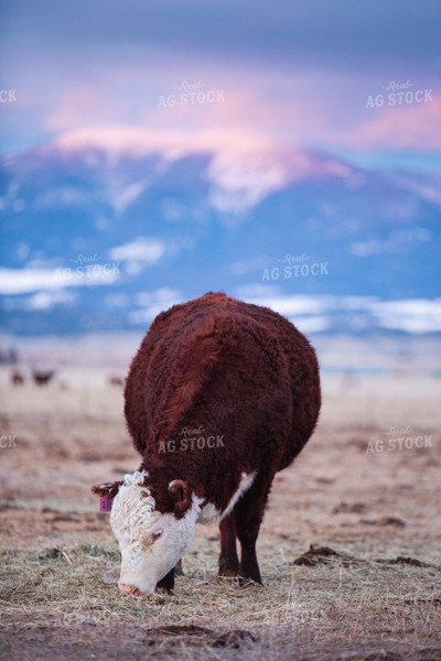 Hereford Cattle Grazes in Pasture 81137