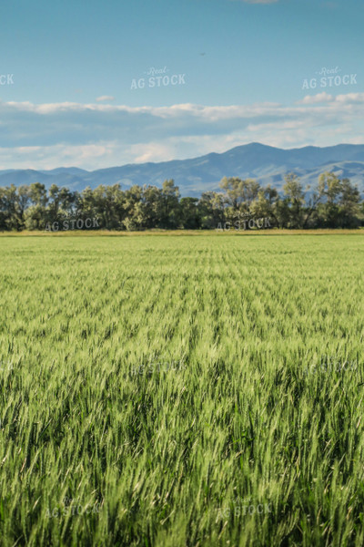 Growing Wheat Field 81138