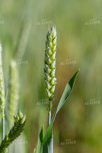 Growing Wheat 79273