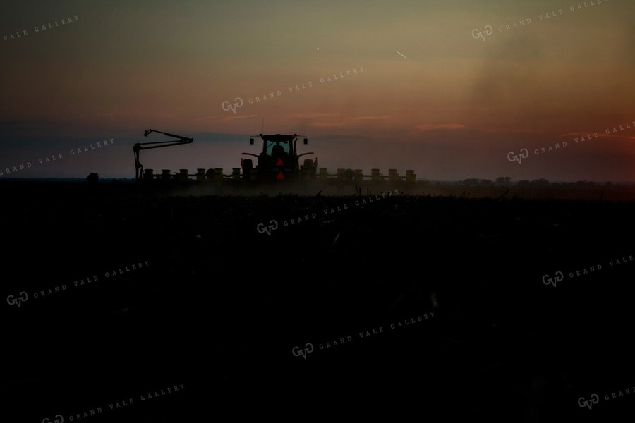 Planting 1953