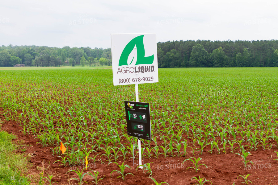 Seed Sign in Early Growth Corn Field 79280