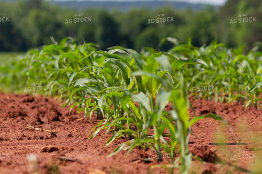 Early Growth Corn Plants 79290