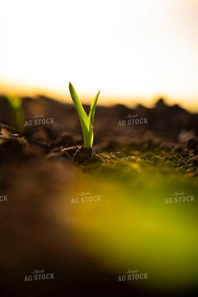 Corn Emerges from Ground 136002