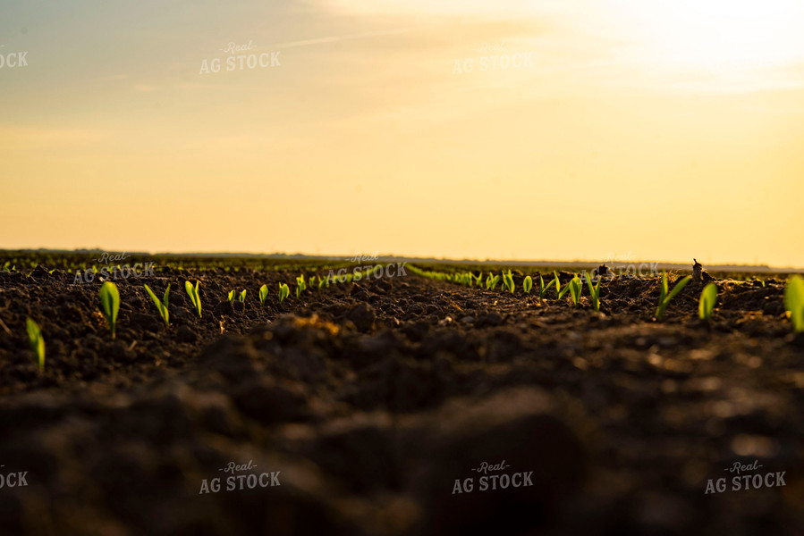 Corn Emerges from Ground 136003