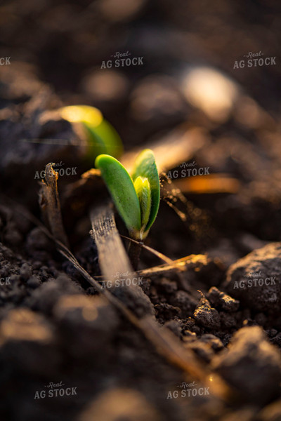 Soybean Emerges from Ground 136010