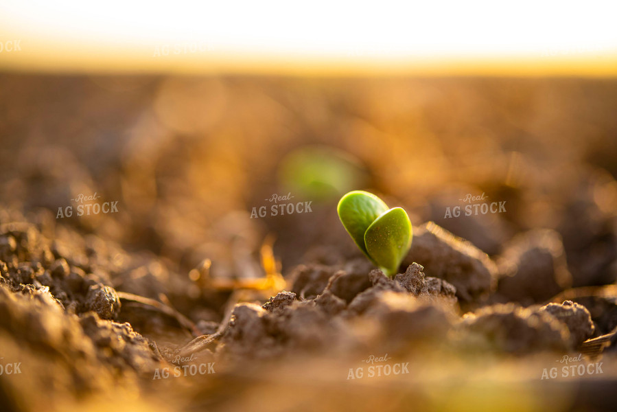 Soybean Emerges from Ground 136012