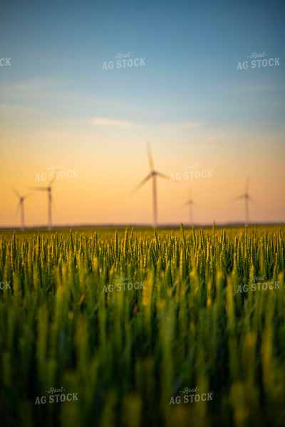 Growing Wheat Field at Sunset with Wind Turbines in Background 136025