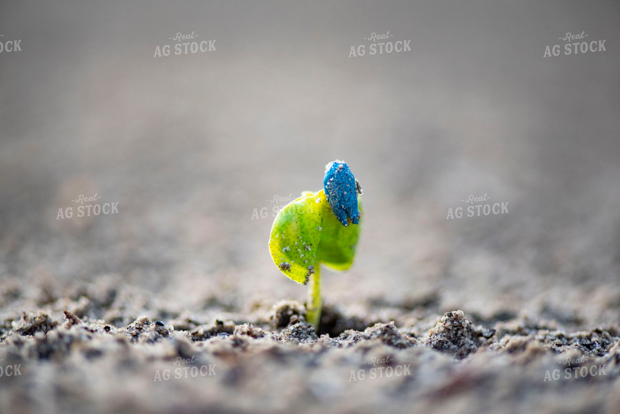 Cotton Seedling Emerges from Ground with Seed Coat Remaining 136035