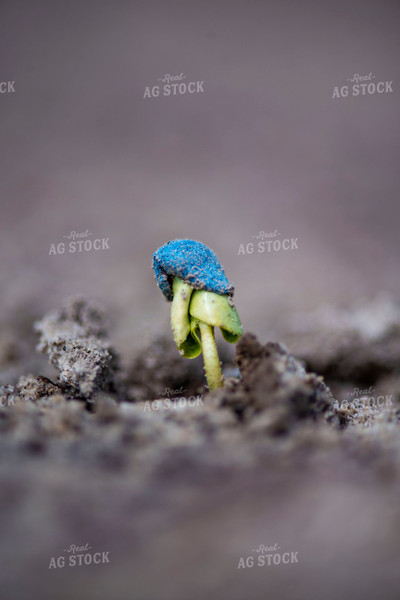 Cotton Seedling Emerges from Ground with Seed Coat Remaining 136038