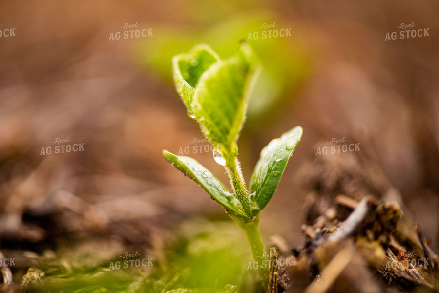 Water Droplets on Young Soybean Plant Leaves 136049