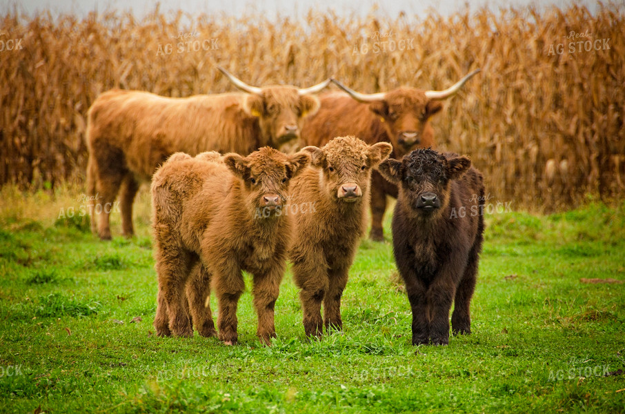 Highland Calves 137008