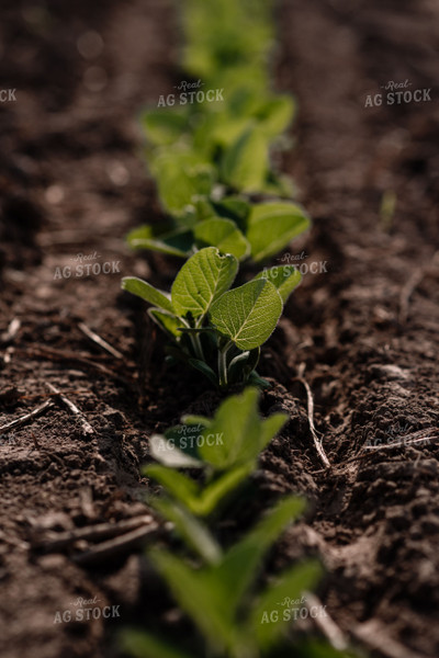 Close Up of Early Growth Soybeans 137015