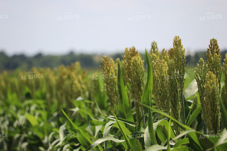 Flowering Sorghum 102025