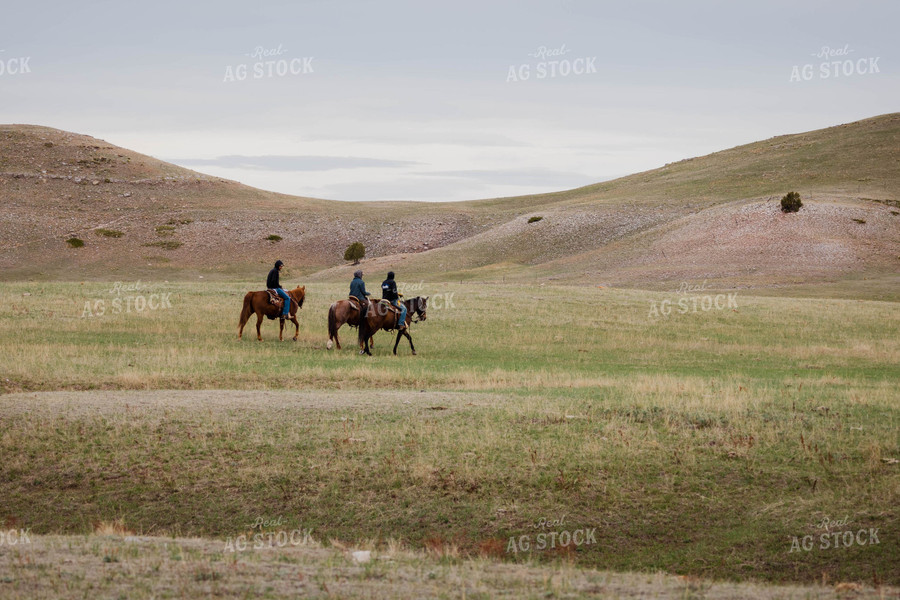 Rancher Rides Horses in Open Pasture 97144