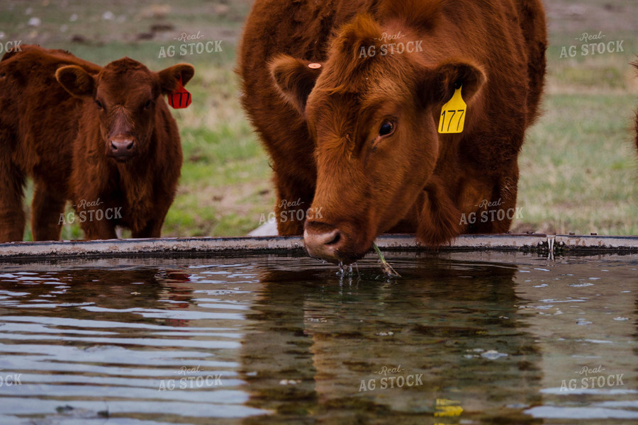 Close Up of Red Angus Cow Drinking at Water Trough 97160