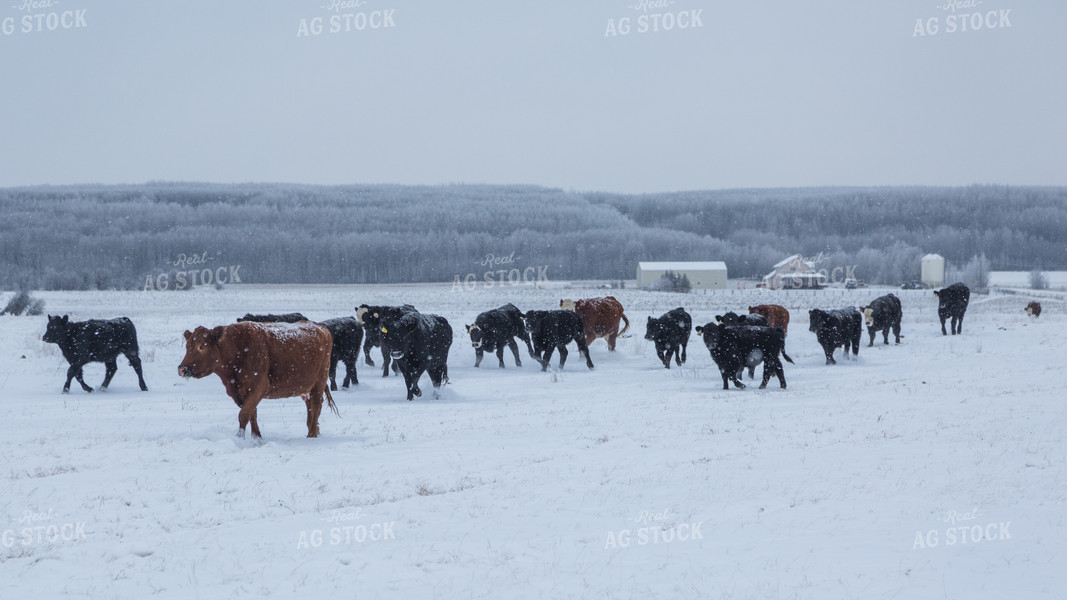 Cattle on the Move Through Snowy Pasture 138005