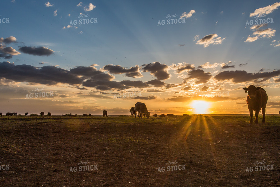 Cattle Graze in Scenic Open Pasture at Sunset 138006