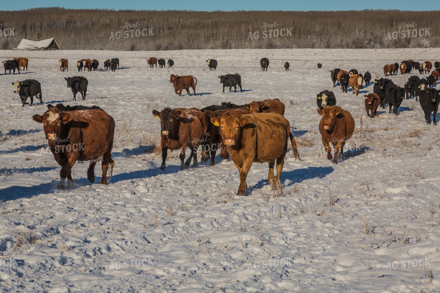 Cattle on the Move Through Snowy Pasture 138010