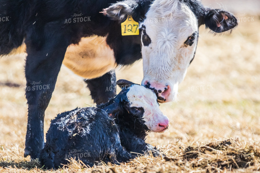 Mother Cow Licks Freshly Born Calf Clean in Pasture 138021