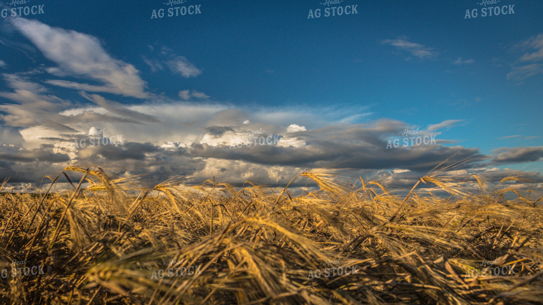 Dried Barley Blowing in the Wind 138025