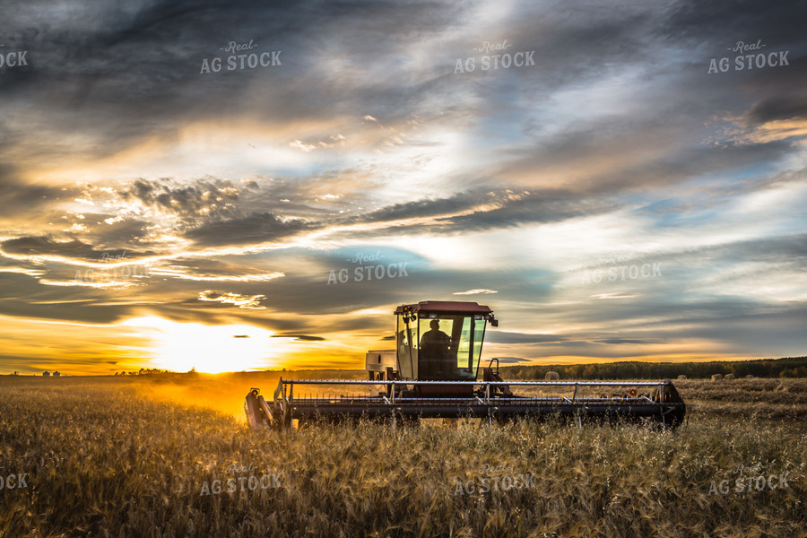 Swather Harvesting Hay at Sunset 138029