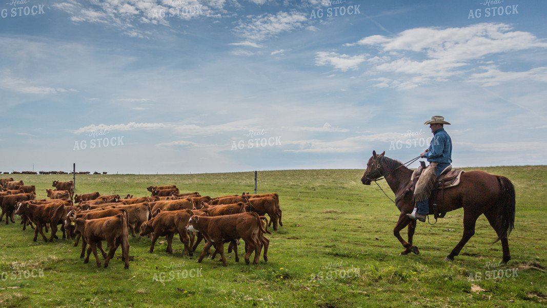 Ranchers Herding Red Angus Cattle on Horseback 138054