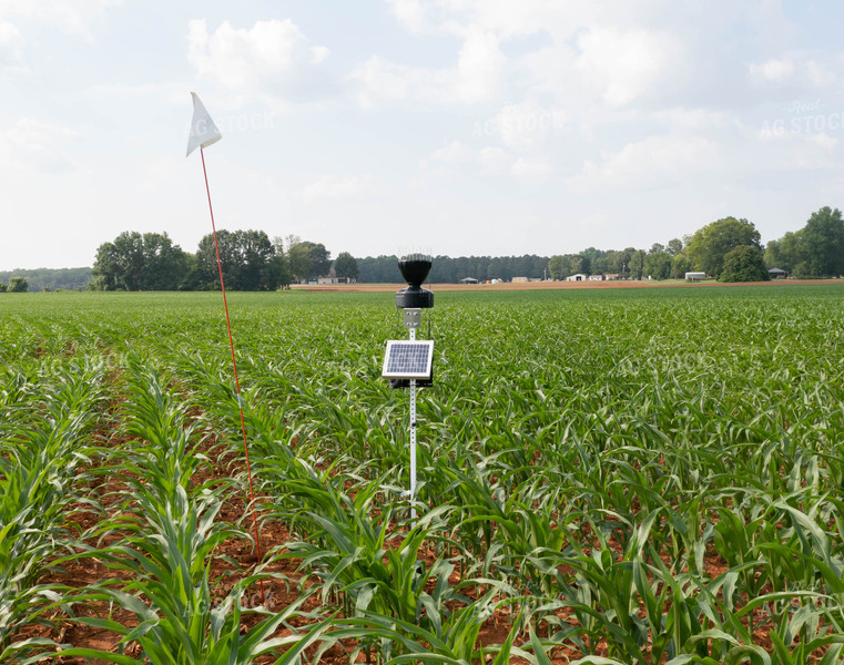 Solar Powered Weather Station in Growing Corn Field 79304
